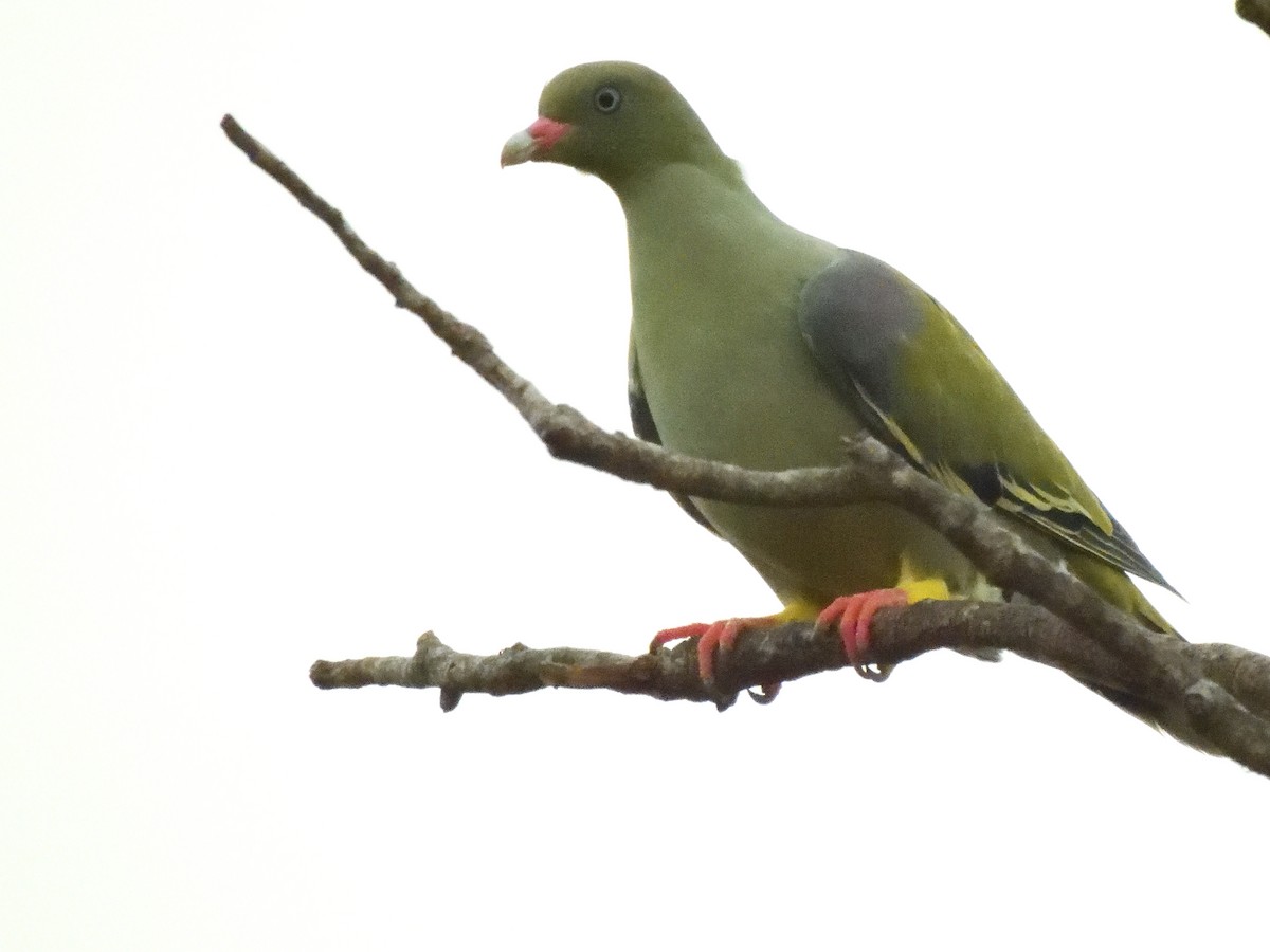African Green-Pigeon - ML616081948