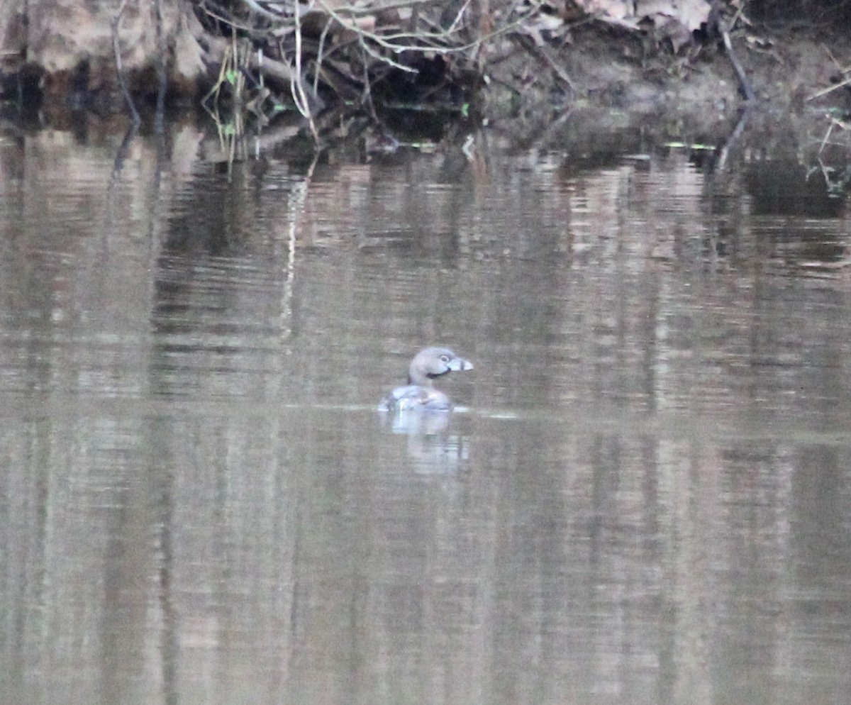 Pied-billed Grebe - John Flannigan