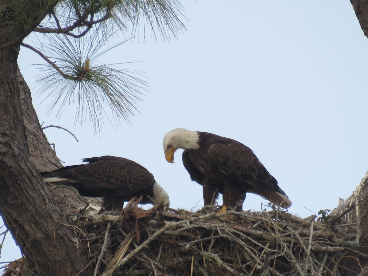 Bald Eagle - ML616081985