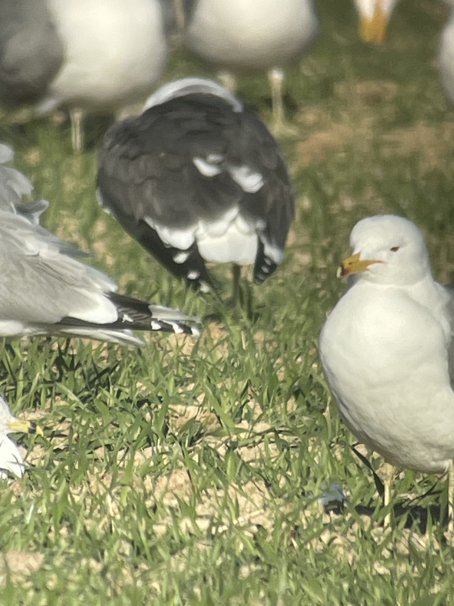 Lesser Black-backed Gull - ML616082026