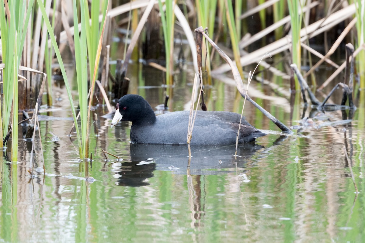 American Coot - Brian McGee