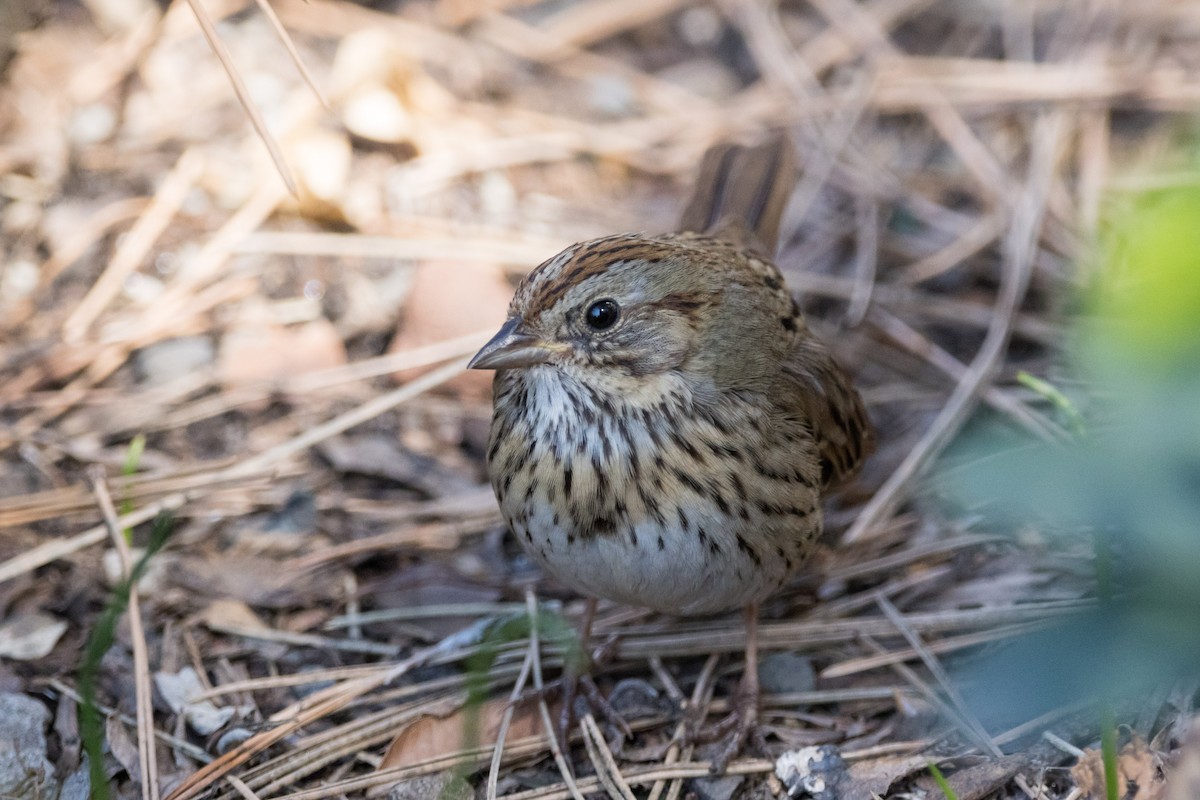 Lincoln's Sparrow - ML616082046