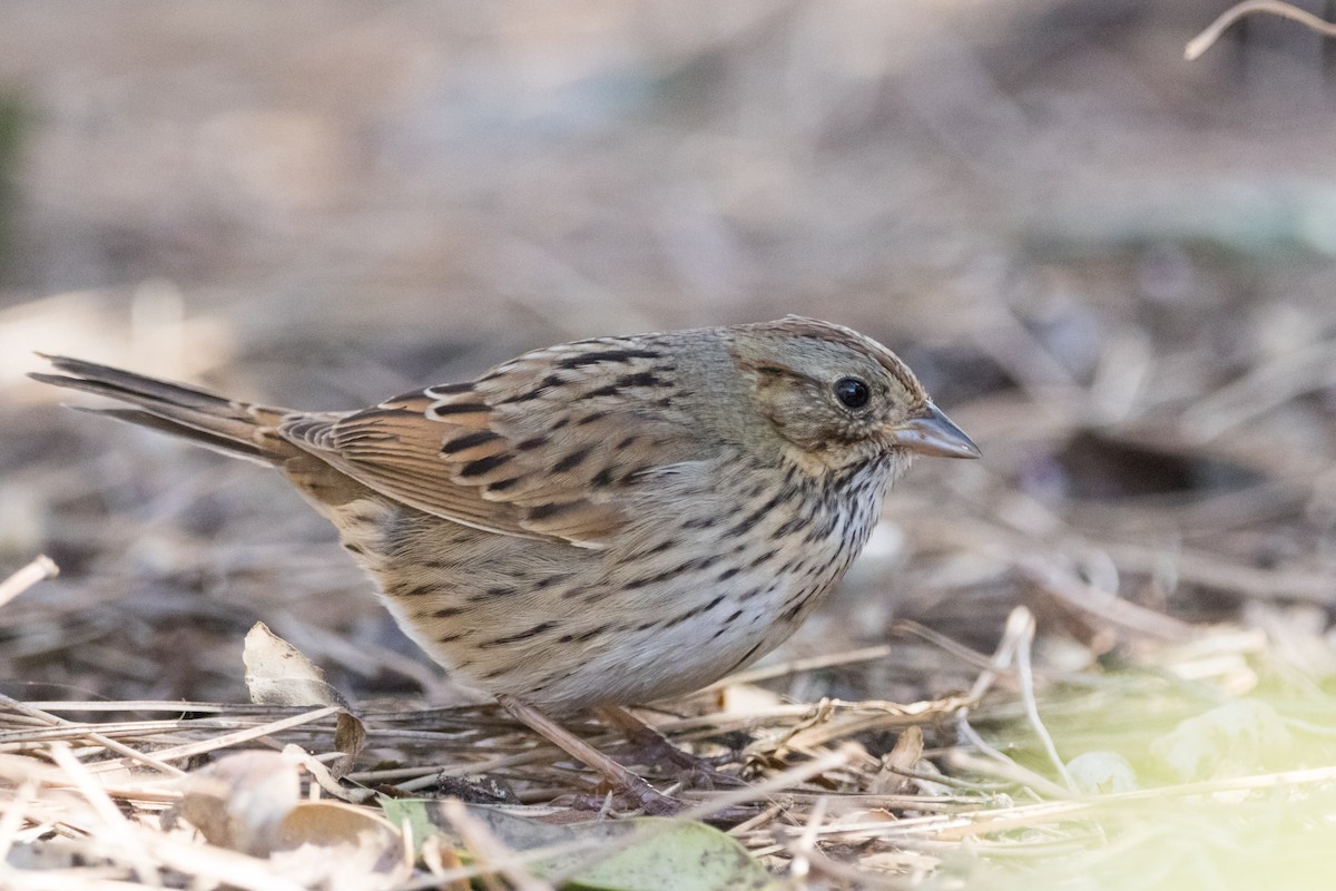 Lincoln's Sparrow - ML616082048