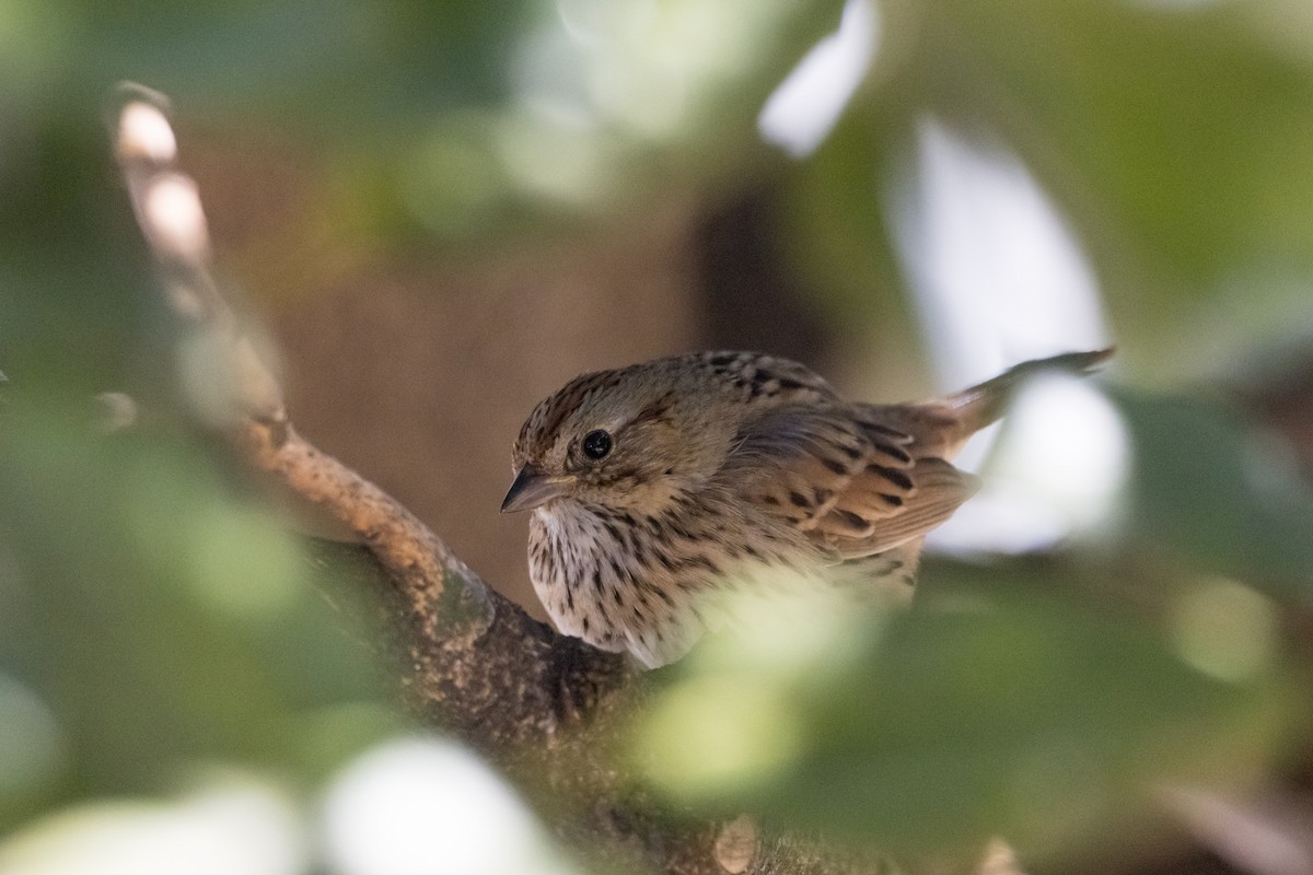 Lincoln's Sparrow - ML616082049