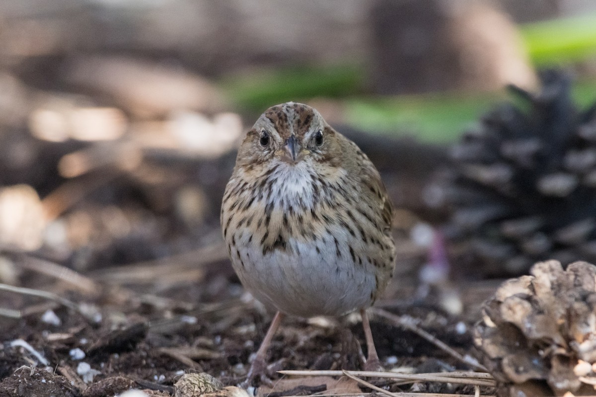 Lincoln's Sparrow - ML616082053