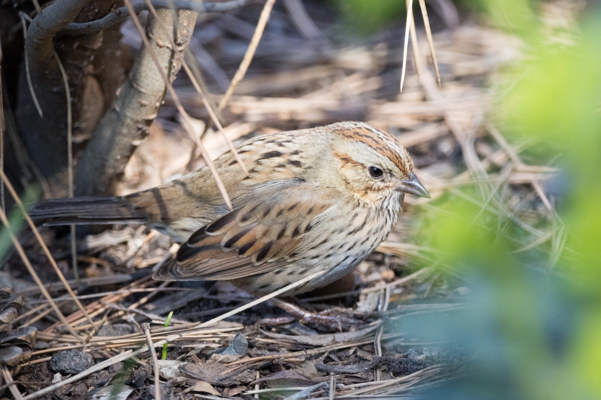 Lincoln's Sparrow - ML616082054