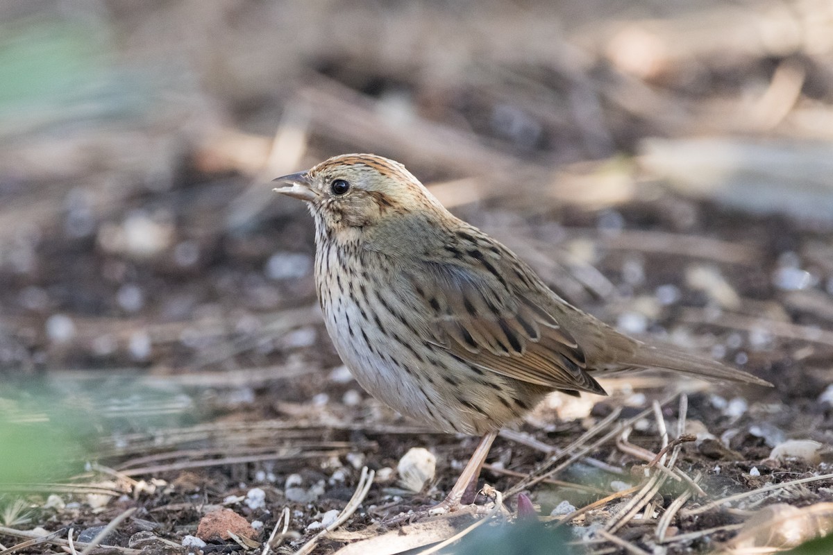 Lincoln's Sparrow - ML616082056