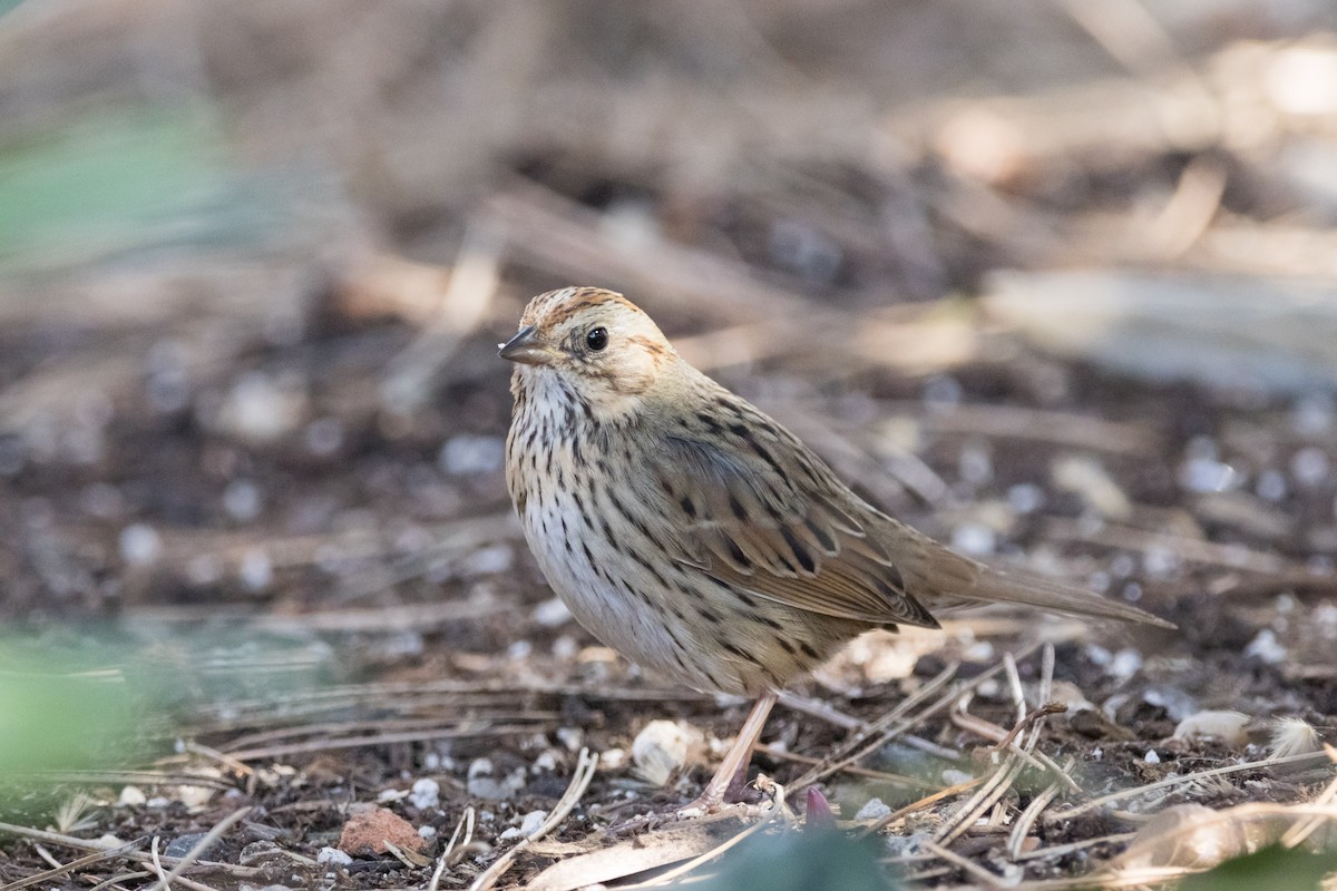 Lincoln's Sparrow - ML616082057