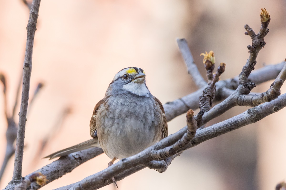 White-throated Sparrow - Alex Tey