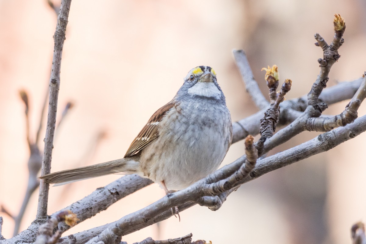 White-throated Sparrow - ML616082061