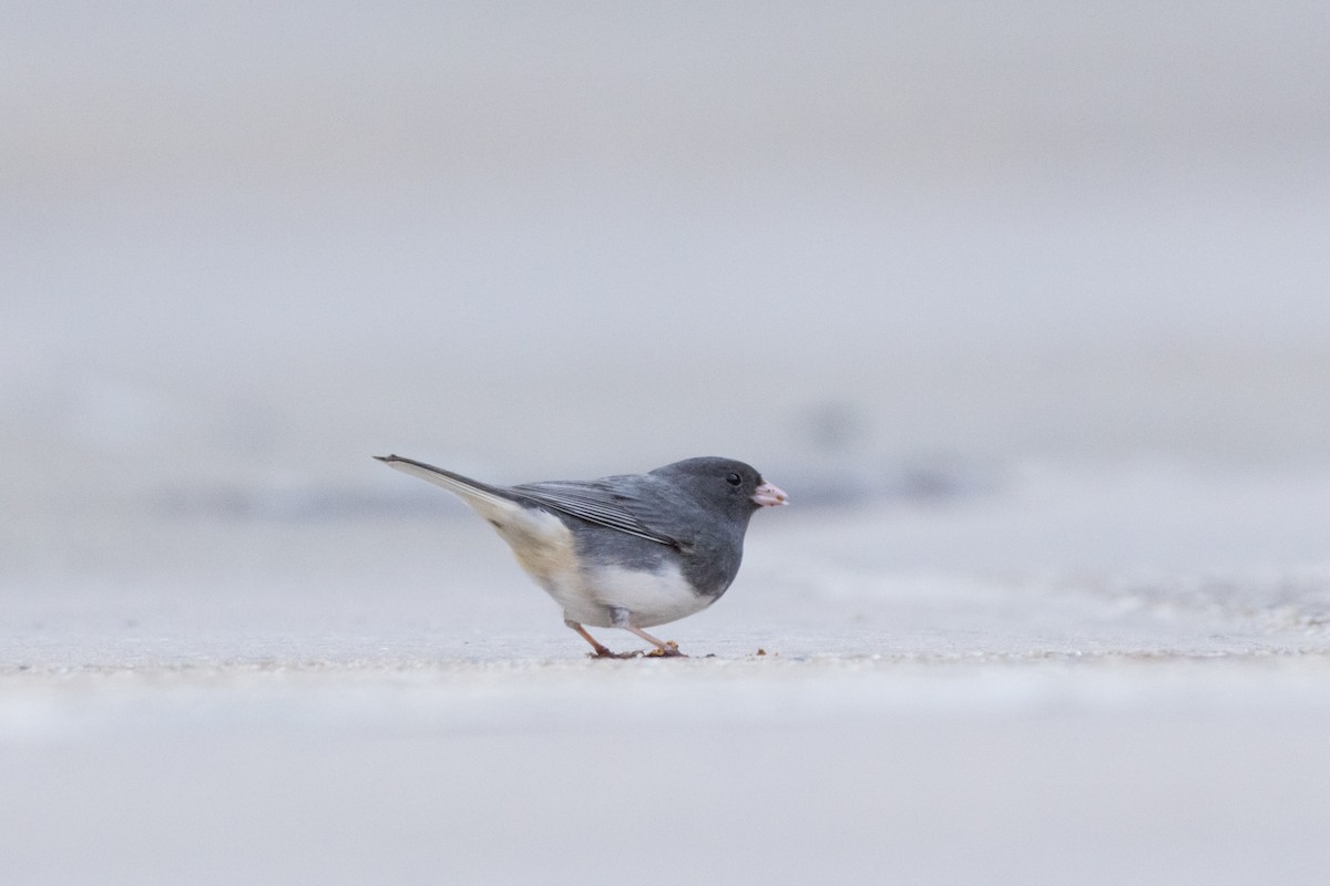 Junco ardoisé (hyemalis/carolinensis) - ML616082065
