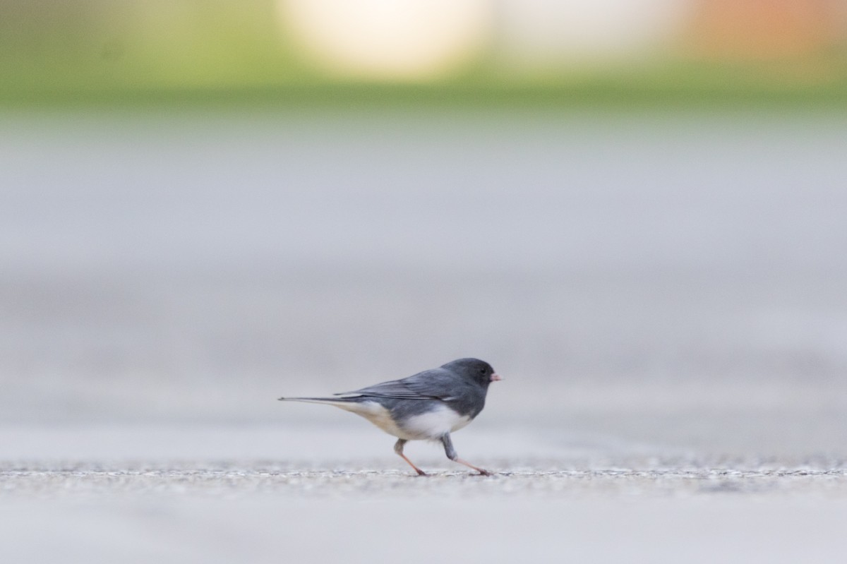 Junco ardoisé (hyemalis/carolinensis) - ML616082069