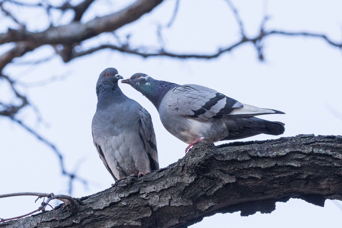 Rock Pigeon (Feral Pigeon) - ML616082075