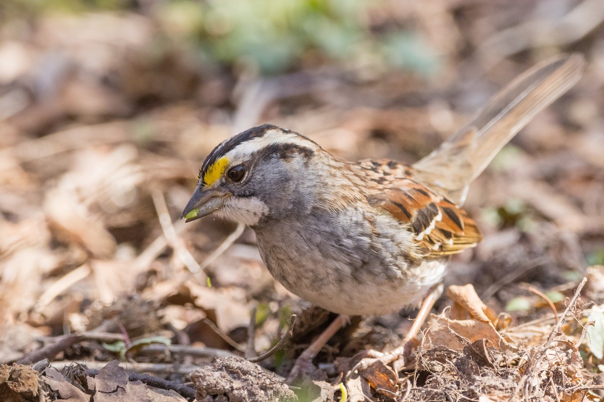White-throated Sparrow - ML616082084