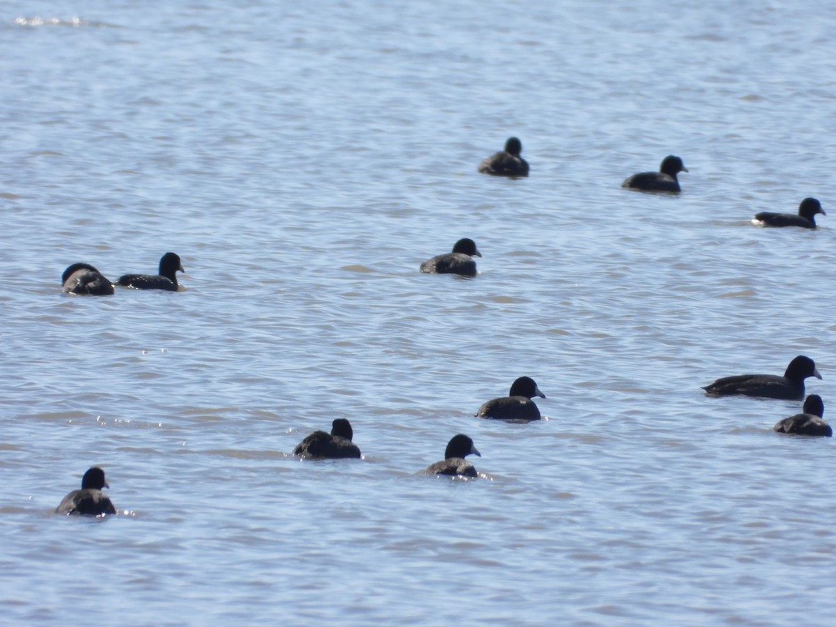 American Coot - Tom Wuenschell