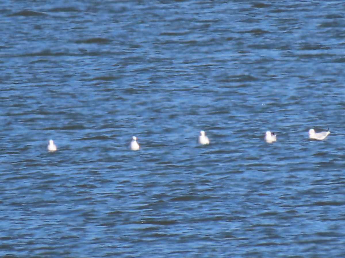 Bonaparte's Gull - Herky Birder