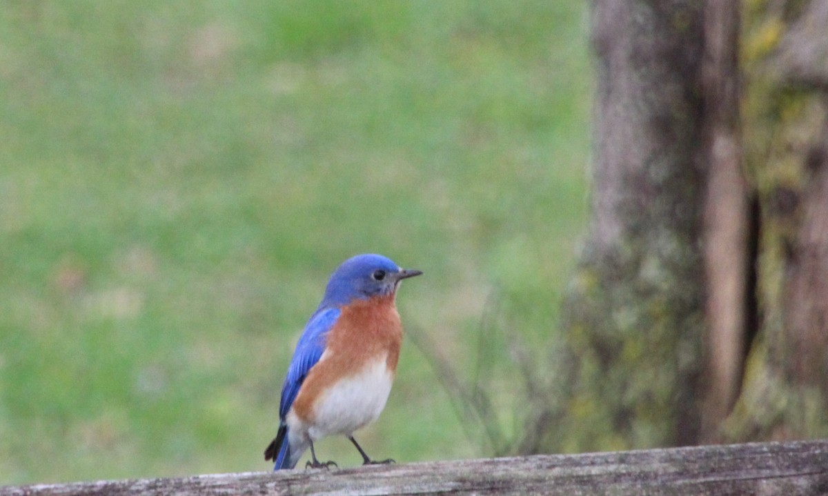 Eastern Bluebird - ML616082132