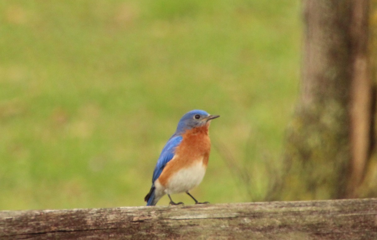 Eastern Bluebird - Carole Swann