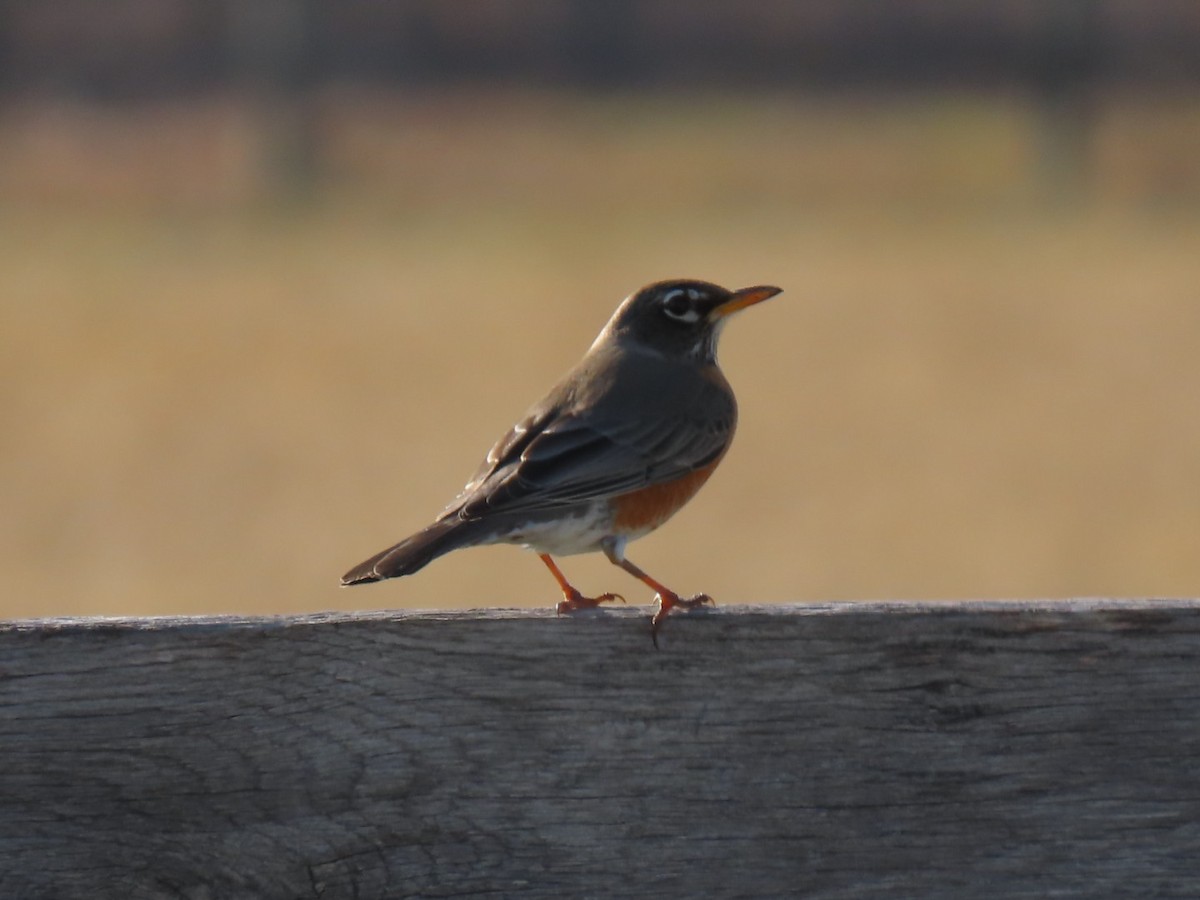 American Robin - Herky Birder