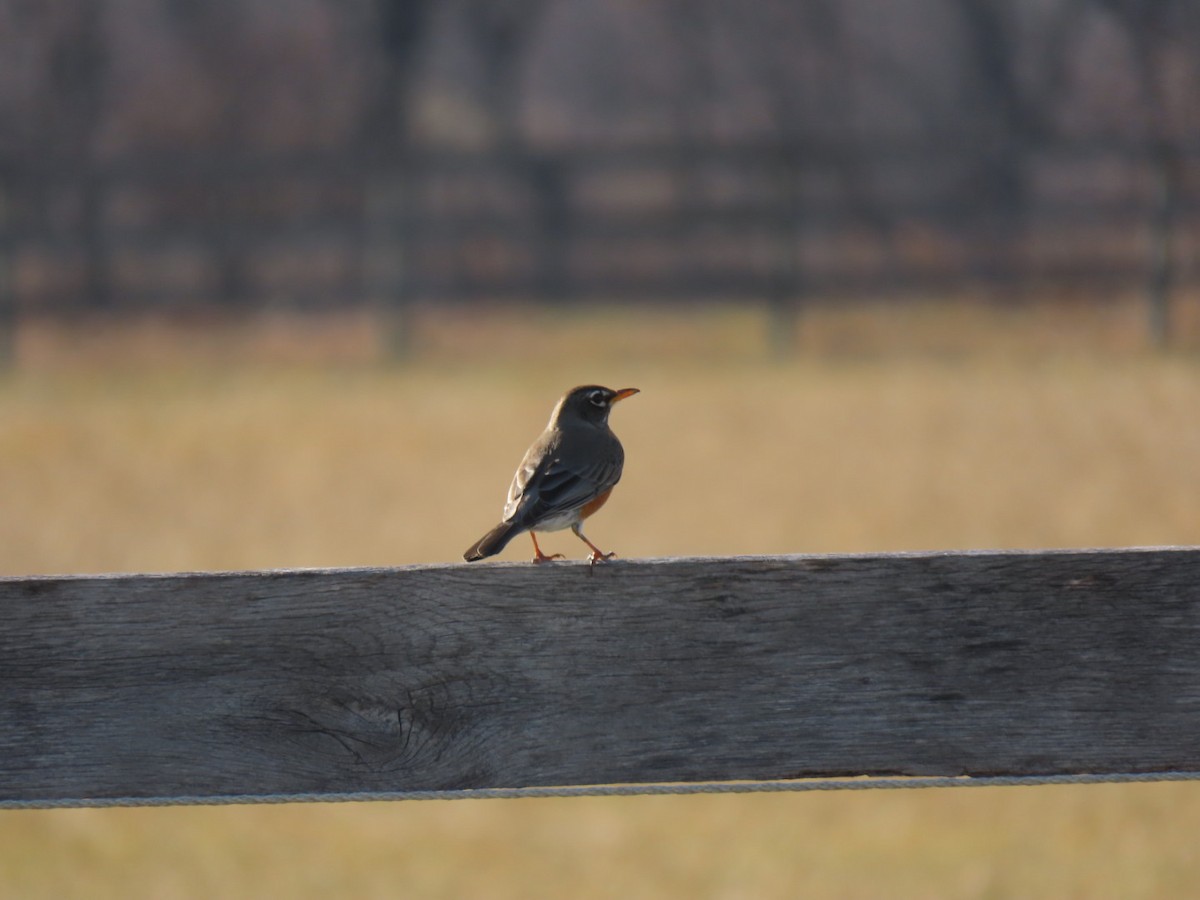 American Robin - Herky Birder