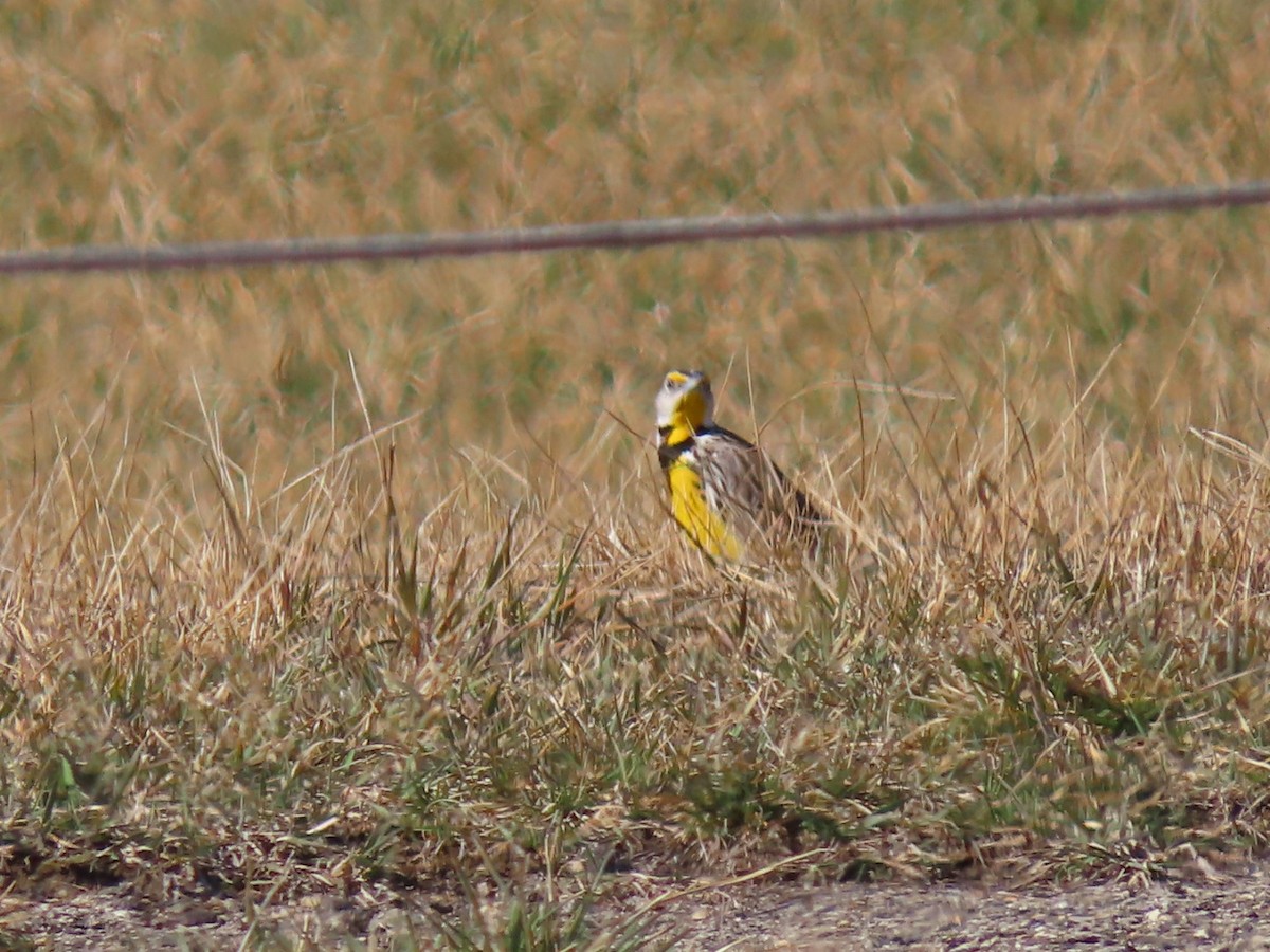 Eastern Meadowlark - Herky Birder