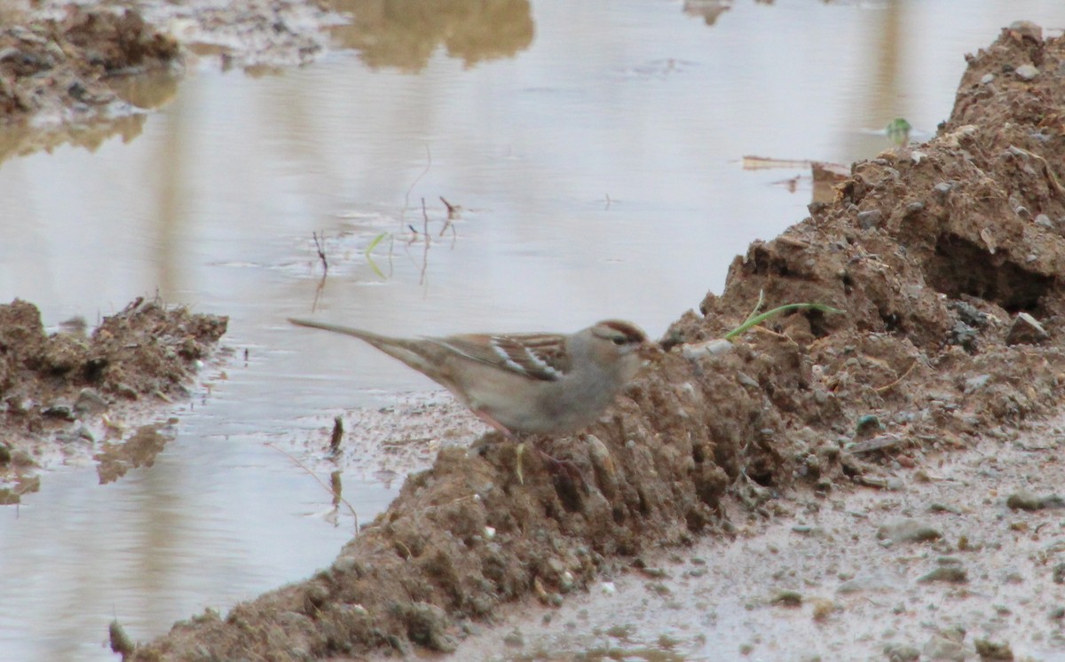 White-crowned Sparrow - ML616082164