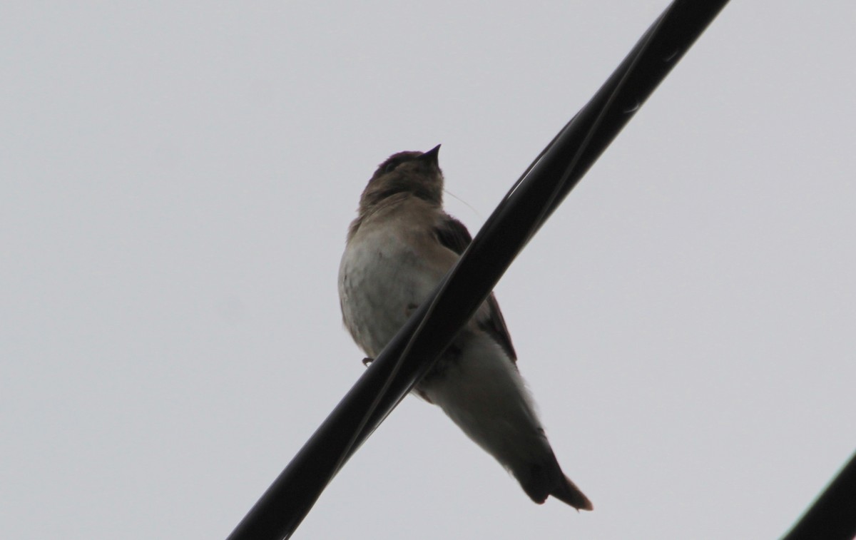 Northern Rough-winged Swallow - ML616082181