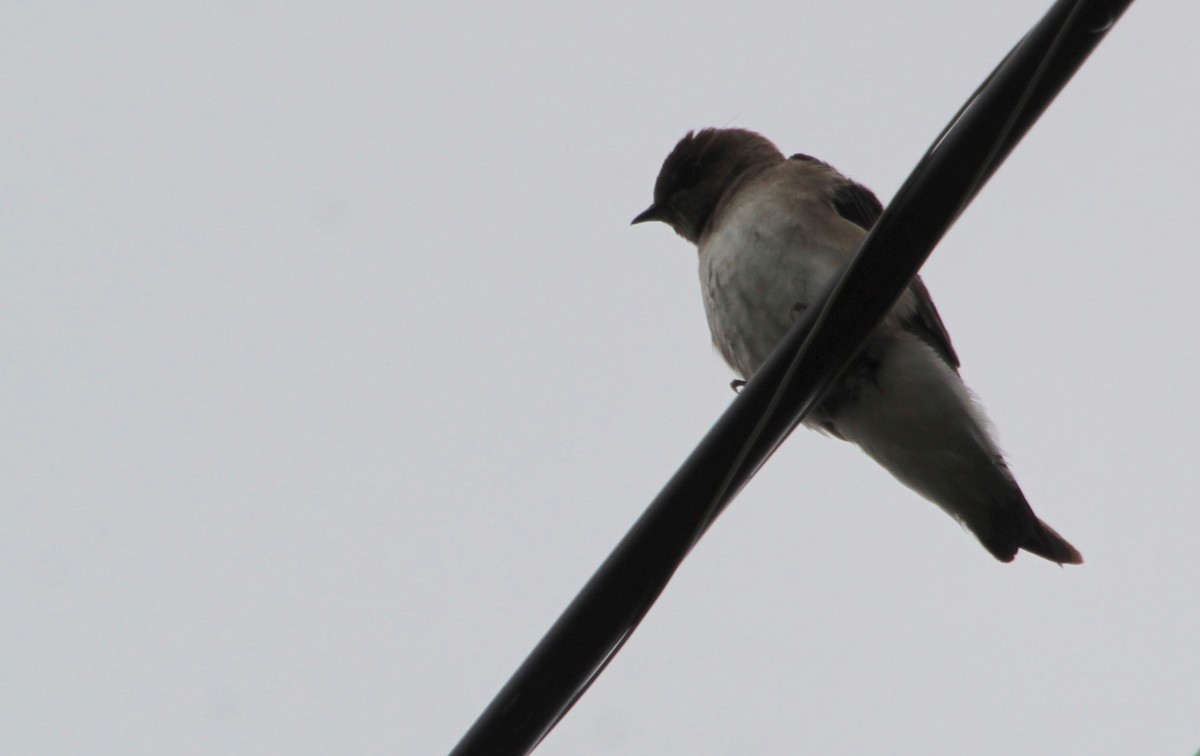 Northern Rough-winged Swallow - ML616082182