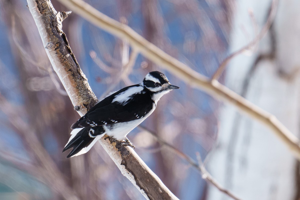 Hairy Woodpecker (Rocky Mts.) - ML616082191