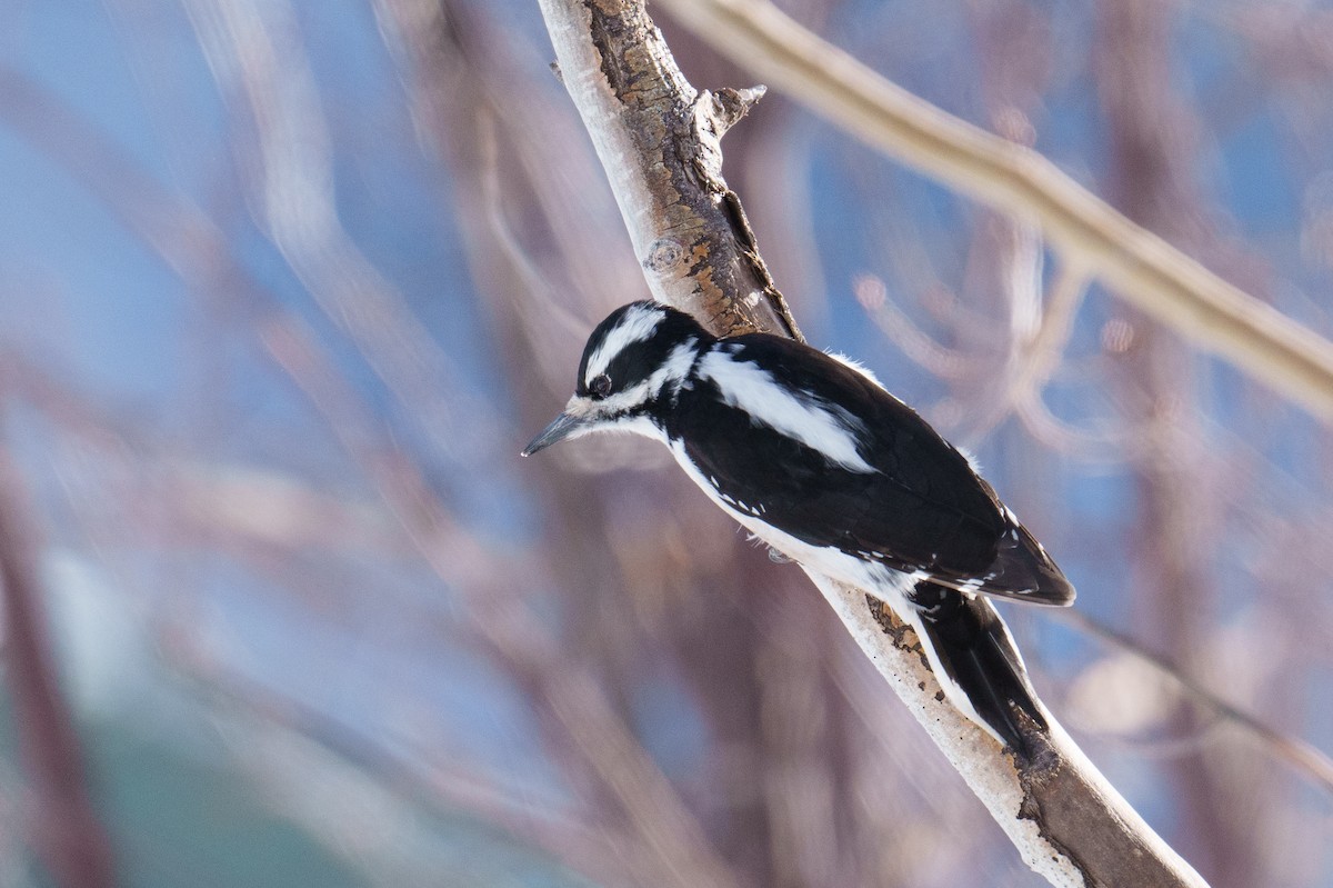 Hairy Woodpecker (Rocky Mts.) - ML616082192