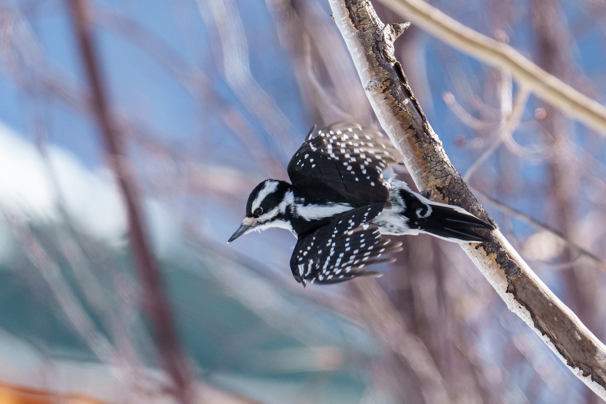 Hairy Woodpecker (Rocky Mts.) - ML616082194