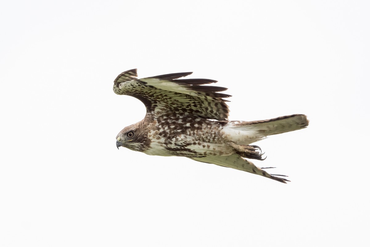 Red-tailed Hawk - Brian McGee