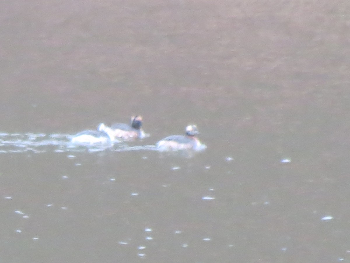 Horned Grebe - ML616082226