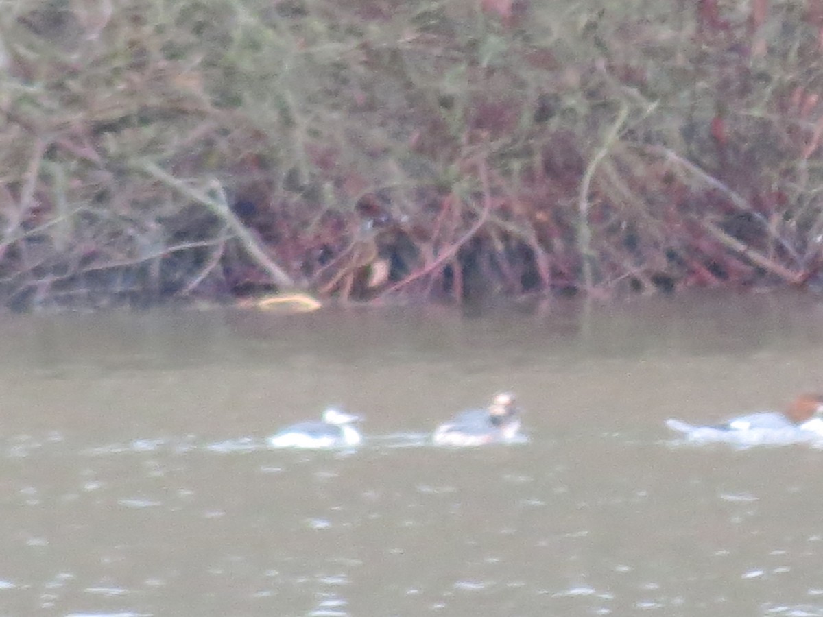 Horned Grebe - ML616082227