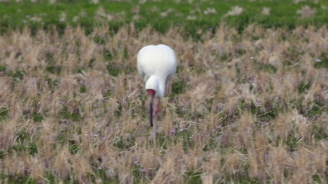 Siberian Crane - ML616082230