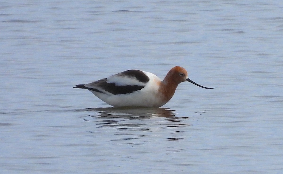 American Avocet - ML616082238