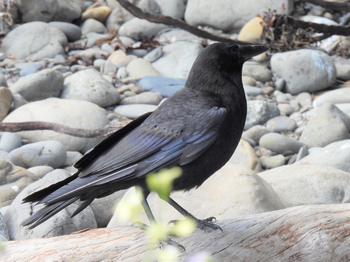 American Crow - ML616082313