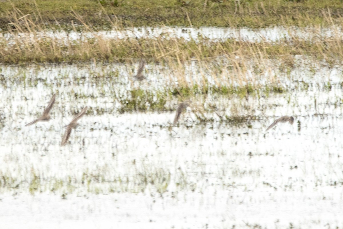 Dunlin - Letty Roedolf Groenenboom