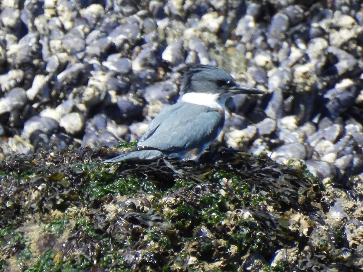 Belted Kingfisher - ML616082371