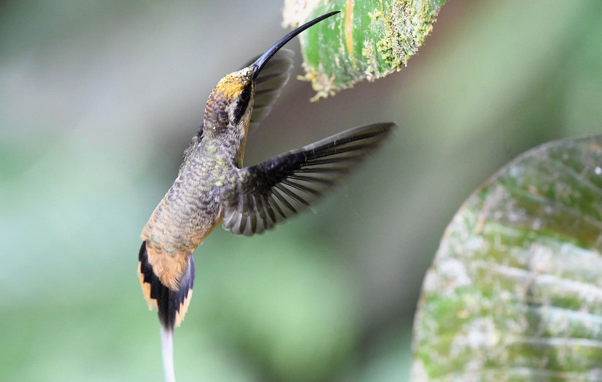 Ржавчатый колибри-отшельник - ML616082534