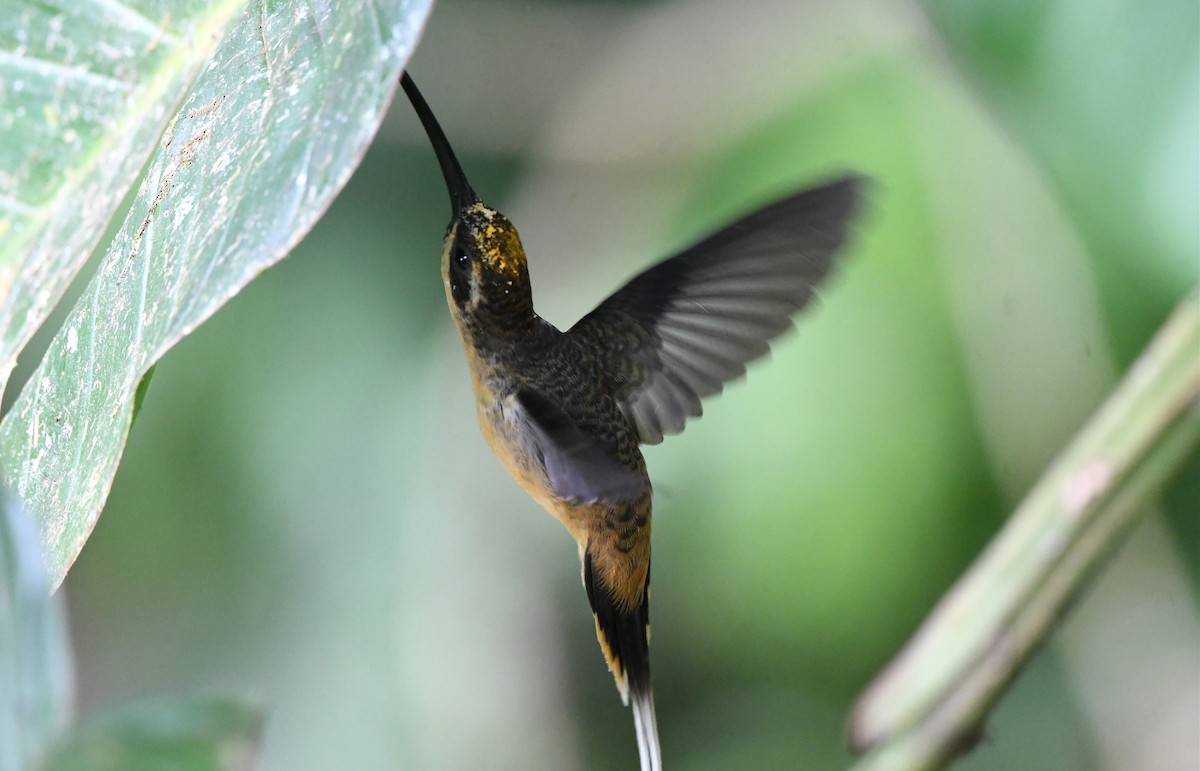 kolibřík dlouhoocasý - ML616082535