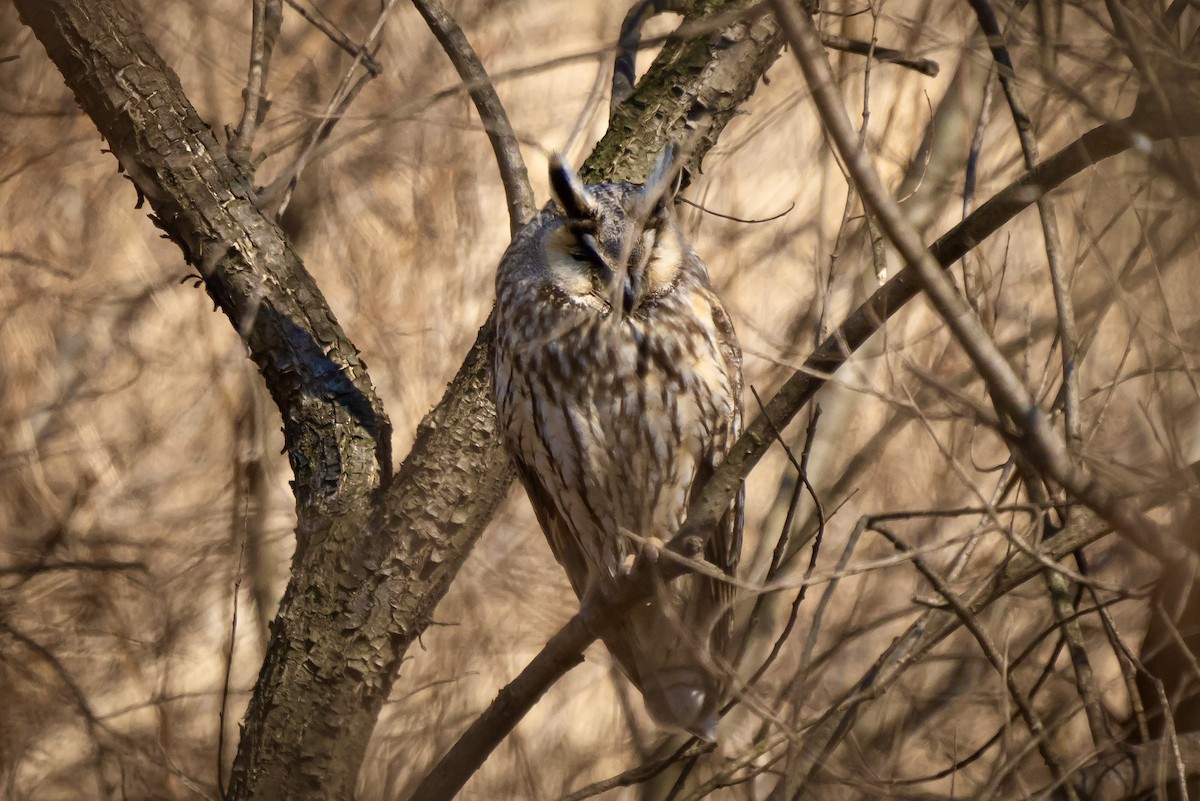 Long-eared Owl - ML616082632