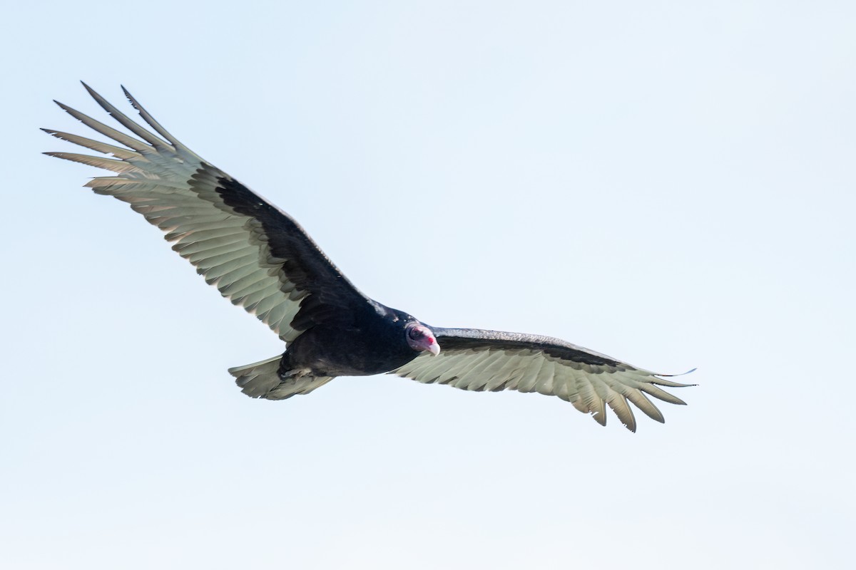 Turkey Vulture - ML616082704
