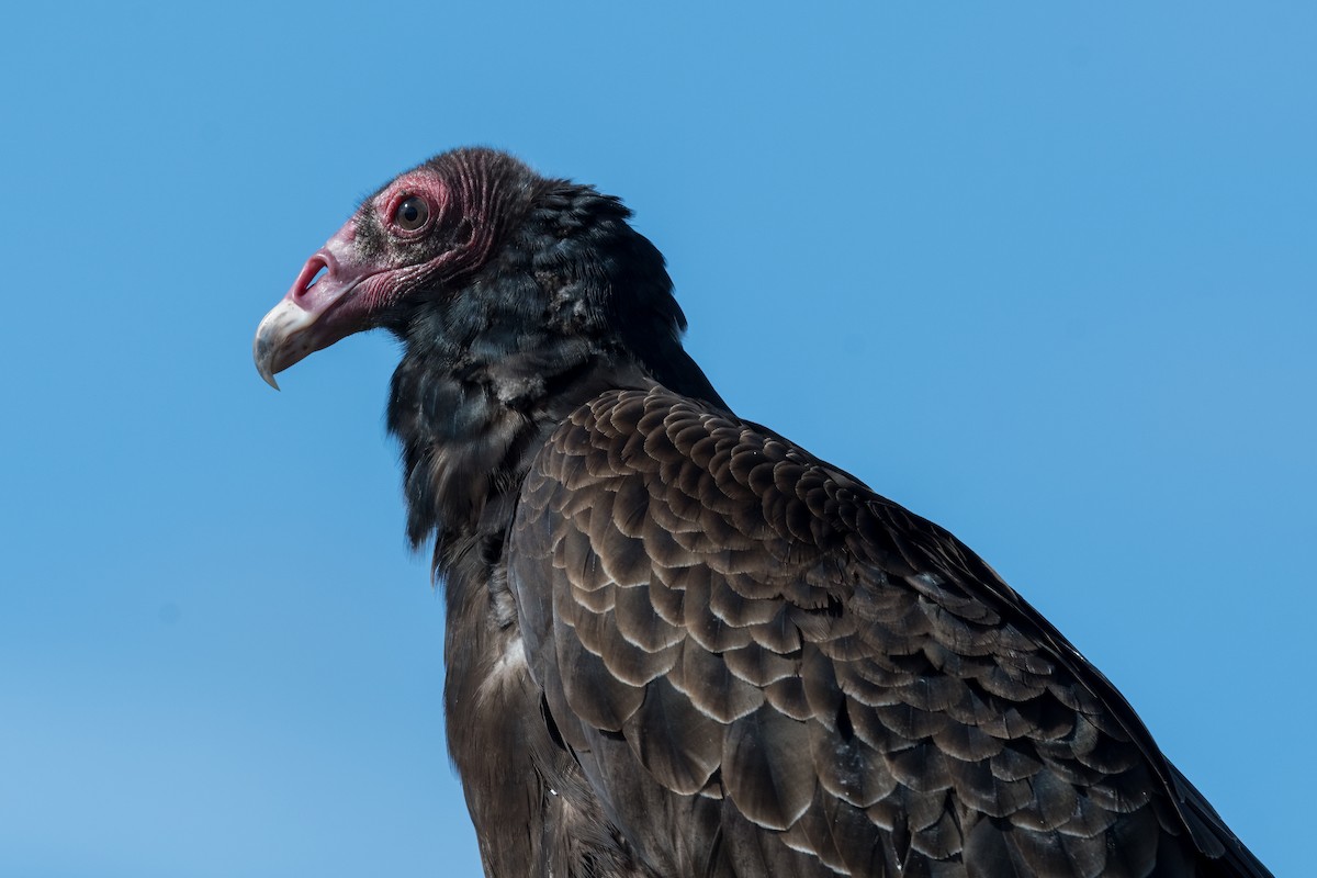 Turkey Vulture - ML616082747