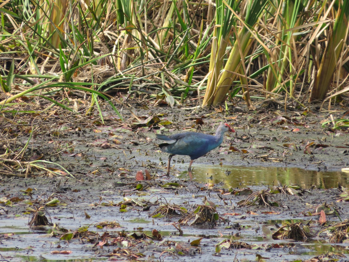 Gray-headed Swamphen - ML616082778