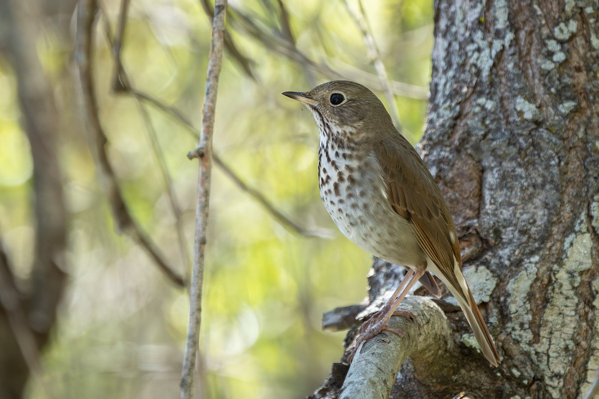 Hermit Thrush (guttatus Group) - ML616082807