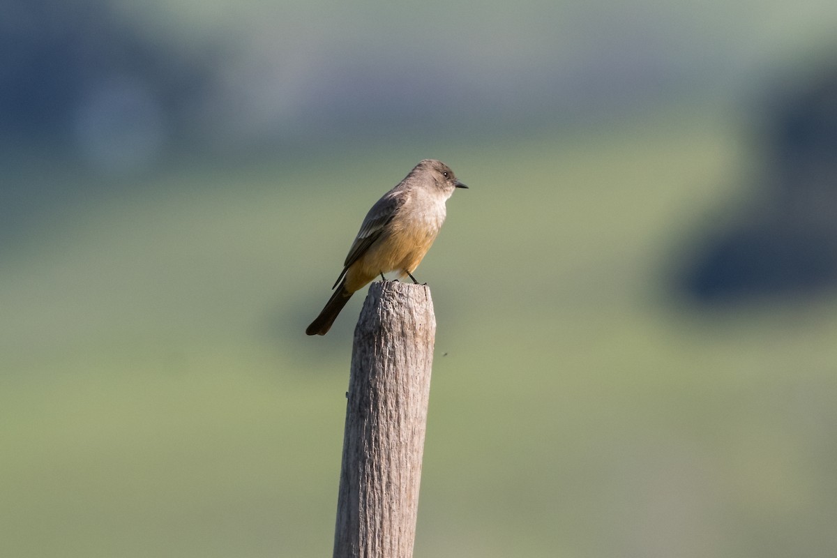 Say's Phoebe - ML616082811