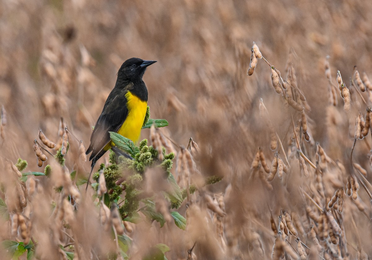 Yellow-rumped Marshbird - ML616082842