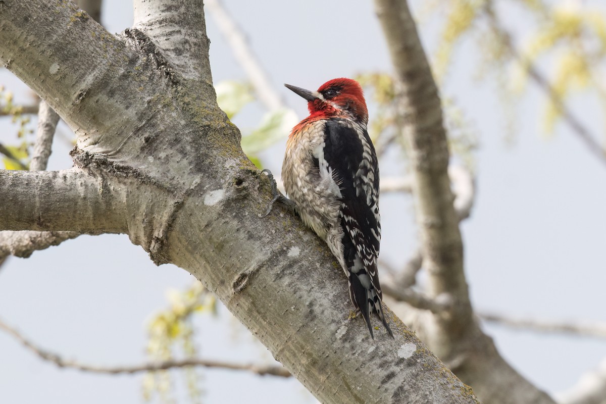Red-breasted Sapsucker - ML616082862