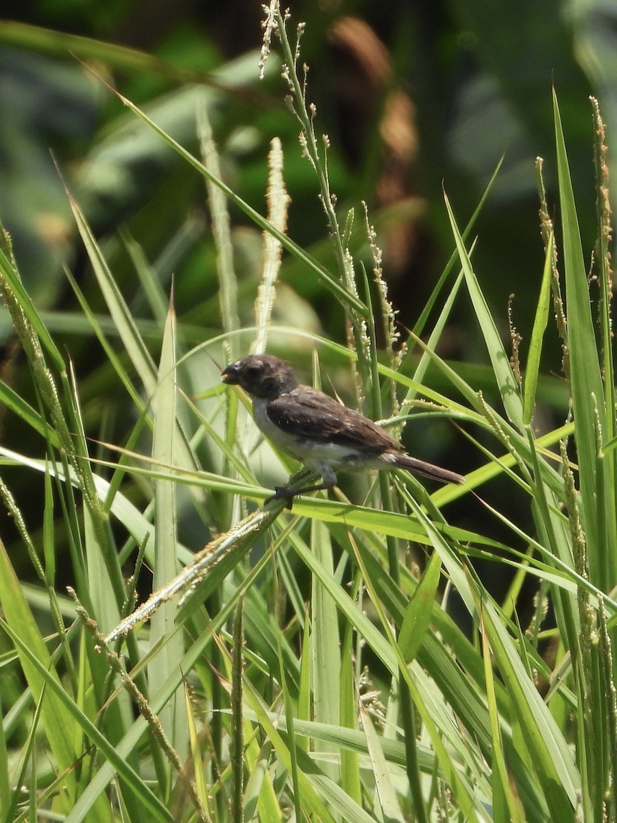 Chestnut-throated Seedeater - ML616082875